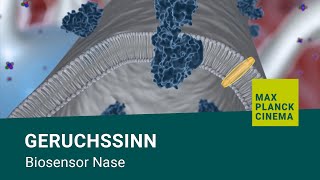 Geruchssinn  Biosensor Nase [upl. by Trebma]