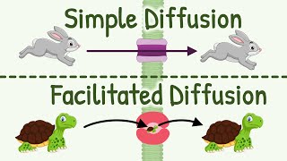 Diffusion Simple Diffusion vs Facilitated Diffusion amp Factors Affecting Rate of Diffusion [upl. by Aerdnahc]