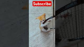 Cute baby little cat 🥰🐈♥️ cats catvideos babycats cutecat [upl. by Leerzej513]