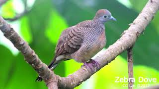 Zebra Dove philippines [upl. by Ebeohp]