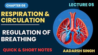 Class 12  Lec 05  Respiration amp Circulation  Regulation of Breathing [upl. by Swope]