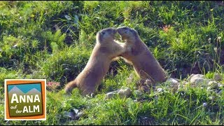 Im Reich der Murmeltiere  Reportage für Kinder  Anna auf der Alm  3 [upl. by Leiru]