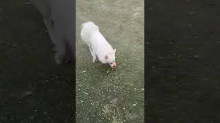 cutest puppy ever 😍 💖cute cutebaby funny shortvideo trend shortsfeed uae shorts america uk [upl. by Neuberger]