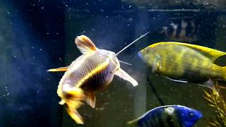 Venustus vs Large Rapahel catfish [upl. by Stalker]