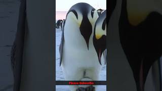 Random fact about penguins shorts viralshort newfacts [upl. by Figueroa]