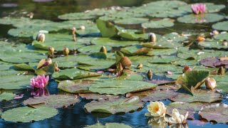 Giverny France Where Monets Paintings Come Alive [upl. by Benildis]