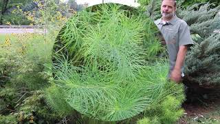 Hubrichts amsonia Amsonia hubrichtii  Plant Identification [upl. by Ricketts]