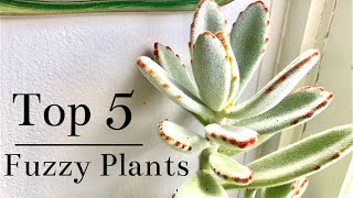 Top 5 Fuzzy Houseplants [upl. by Paten]