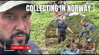 Collecting in Norway Bonsai Dream [upl. by Yelrac568]