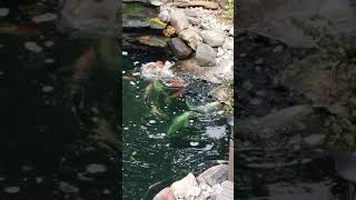 KOI FISH SPAWNING BACK FLIPS and SOMERSAULTS Shorts [upl. by Yeh767]