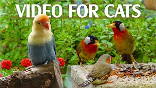 Best For Cats Mesmerizing Bird Videos Tailored For Curious Cats  Catt TV Central [upl. by Camila]