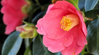 La Flor de la Camelia [upl. by Eire]