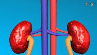 Science  Human excretory system  3D animation  English [upl. by Keating]