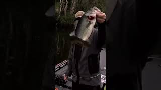 Rate this Topwater catch  David Mullins at the St Johns River [upl. by Itch]