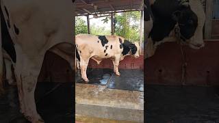 Holstein friesian bull video bull video shorts [upl. by Gareri]