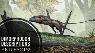 Dimorphodon  Description and Facts [upl. by Bianchi]