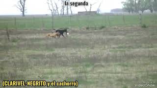 galgos vs liebres enseñando cachorros [upl. by Onin]