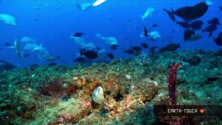 Natures wonders Coral reefs in HD [upl. by Nolubez]