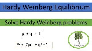 Hardy Weinberg Equilibrium how to use Hardy Weinberg Equation to calculate allele frequency [upl. by Card791]