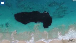 Drone footage shows what people couldnt see there are sharks beneath [upl. by Ikram]