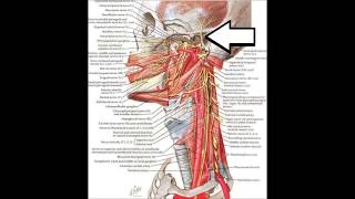 Traitement 99  Syndrome algo dysfonctionnel de lappareil manducateur SADAM ATM ou tmjd [upl. by Araccat]