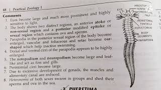 heteronereis classification habitat and comments zoology practical bsc1comments on heteronereos [upl. by Lanta]