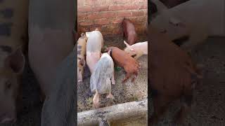 PIG raising in Nepal💰🐖pig farmingearning by pig sellingsabichamling vlog 🙏 [upl. by Tereb683]