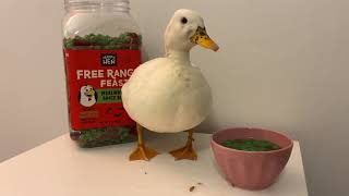 Duck Eating amp Drinking ASMR [upl. by Lind]