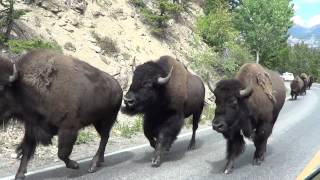 Bison stampede  Yellowstone National Park August 27 2013 [upl. by Naerda480]