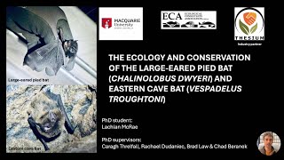 Largeeared Pied Bat amp Eastern Cave Bat ecology  2024 ECA Conference presentation [upl. by Ahseer665]