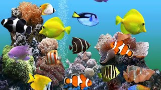 Angels amp Clownfish amp Eels amp Gobies amp Tangs  Saltwater Fish  Quarantined Fish  Reef Aquarium [upl. by Fiorenze]