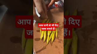 Amazing trick पानी की सहायता से कुछ इस तरह जलाए दीपक। dipawali hindu festival [upl. by Layor379]