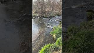 Relaxing creek flowing with a few birds tweeting nearby [upl. by Lelia707]