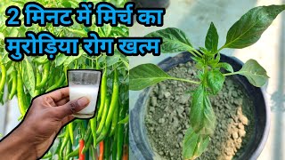 2 मिनट में मिर्च के पौधे का कीड़ा और मुरोड़िया leaf curl virus रोग बाहर निकालने का अचूक घरेलु उपाय [upl. by Htiekel]