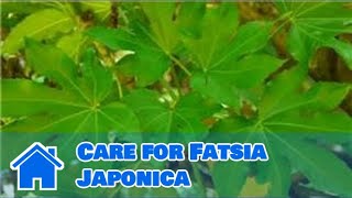 Maintaining amp Pruning Shrubs  How to Care for Fatsia Japonica [upl. by Asin]