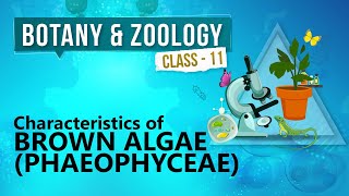 Characteristics of Brown Algae  Phaeophyceae   Kingdom Plantae  Biology Class 11 [upl. by Ardnasal]