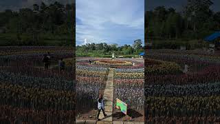 Lamitan tulip gardenforyou takemetoyourheart basilan foryourpage [upl. by Ilrebmyk]