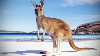 Kangaroos 😜 Funny Kangaroos Playing Funny Pets [upl. by Assele]