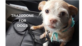 The Five Most Common Uses Of Trazodone For Dogs [upl. by Wieren]