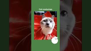 👻 Cat costumes this Halloween 😽 [upl. by Chi]