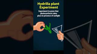 Hydrilla plant experiment  Nutrition 10th biology  AP amp TS syllabus 10th science ch1 [upl. by Plusch]