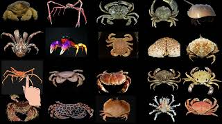 Different types of crabs name with picture [upl. by Pepillo]