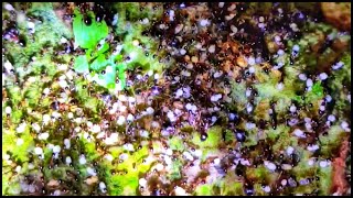 ARMY ANTS HUNTING DARK PHEIDOLE ANTS [upl. by Eldoree148]