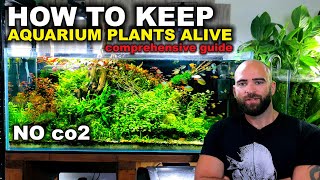 How To Keep Low Tech Aquarium Plants Alive  Comprehensive Guide 2022 [upl. by Treble]