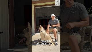 how to desensitize German shepherd germanshepherd dogtraining boarding [upl. by Goodman]