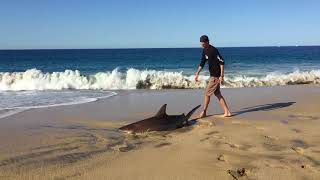 SURF FISHING CABO SHARKS ROOSTERS AND JACKS [upl. by Caines]