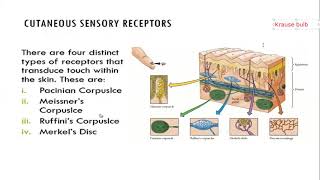 SOMATOSENSORY PHYSIOLOGY [upl. by Selestina]