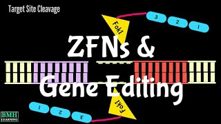 ZFNs  Gene Editing Using Zinc Finger Nucleases  ZFN Mediated Gene Editing  Gene Editing Nucleases [upl. by Arnuad732]