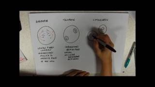 Mitosis Anaphase Telophase and Cytokinesis [upl. by Joly742]