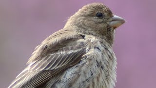 House finch call  chirp  sounds  Female [upl. by Cosmo]